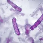 Scientific microscopic view of Legionella bacteria magnified showing rod-shaped bacterial cells that cause Legionnaires disease