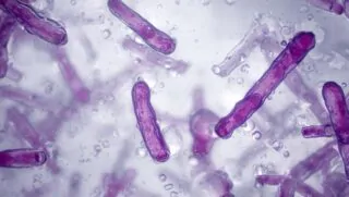 Latest Developments in the NYC Outbreak