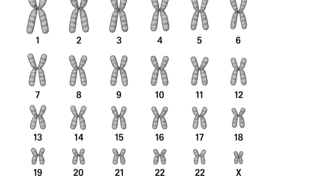 cell nucleus diagram displaying chromosomes and dna structure inside human cell